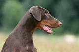 DOBERMANN 252